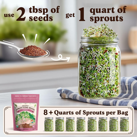 Seedboy radish sprouts in a jar for compact indoor growth.