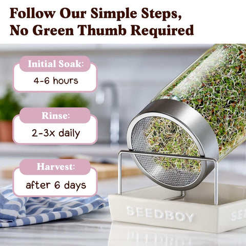 Seedboy ready-to-harvest clover sprouts for fresh meals