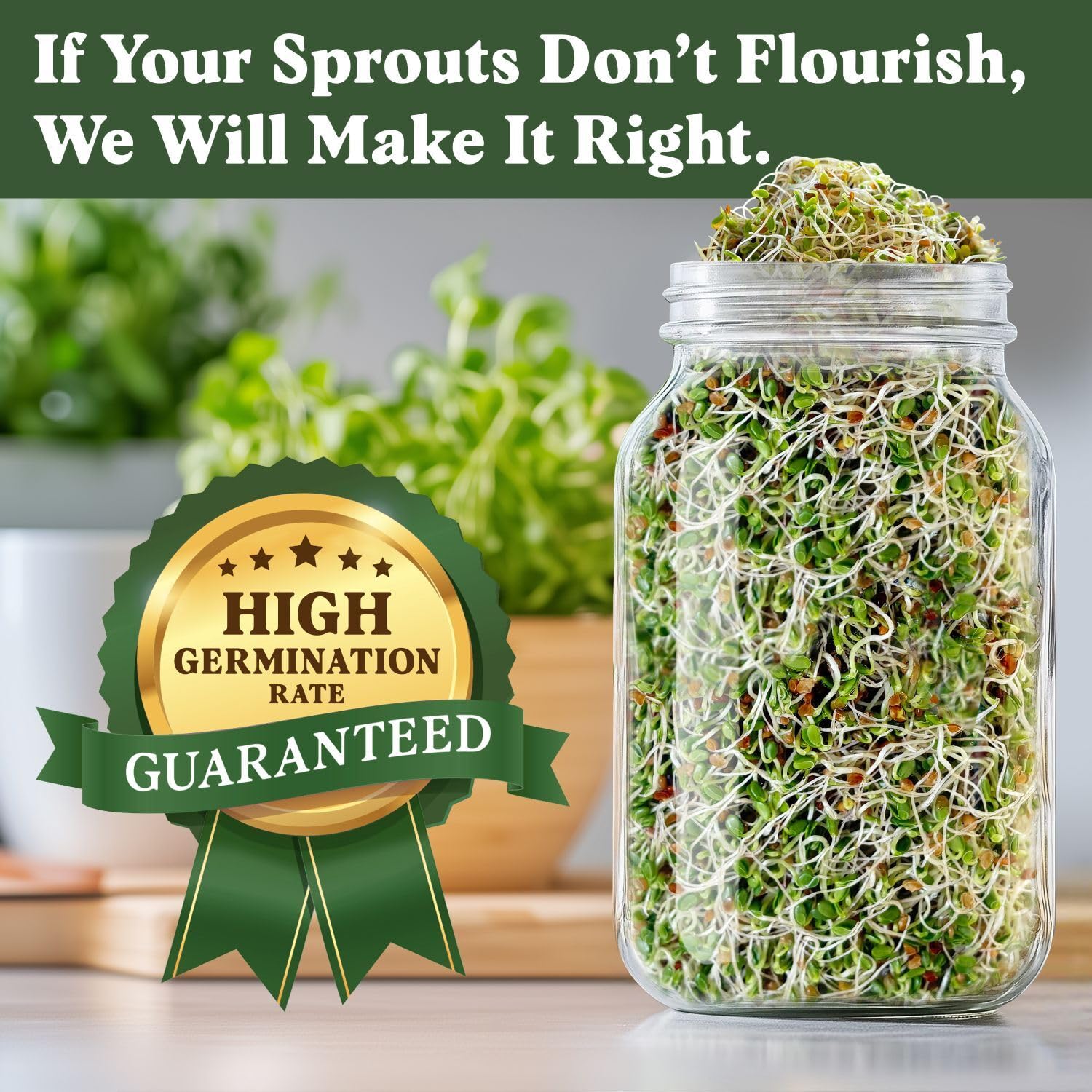 Seedboy sprouting seeds in a jar for quick red clover sprouts