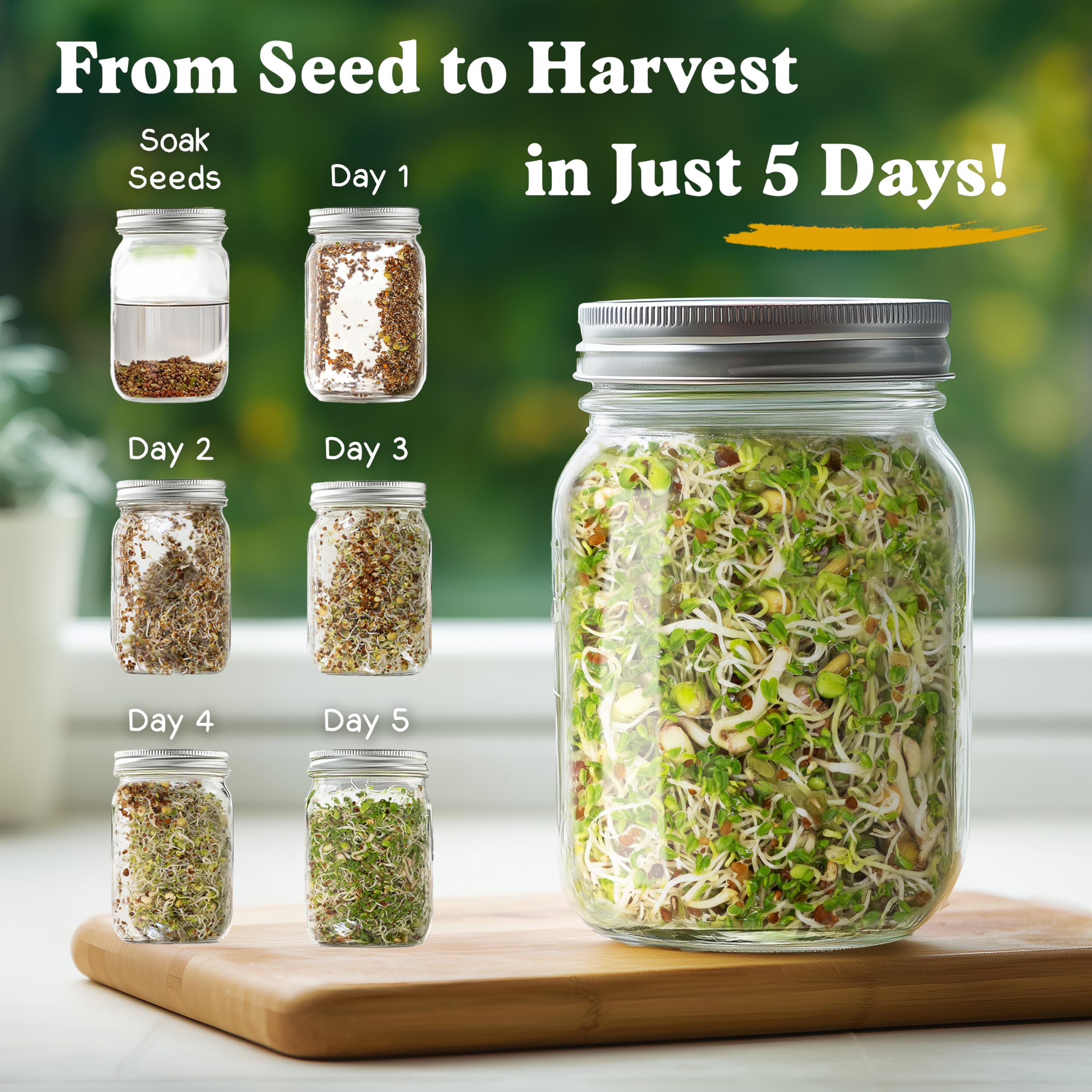 Seedboy sprouting tray ready for fresh greens at home
