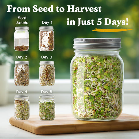 Seedboy sprouting tray ready for fresh greens at home