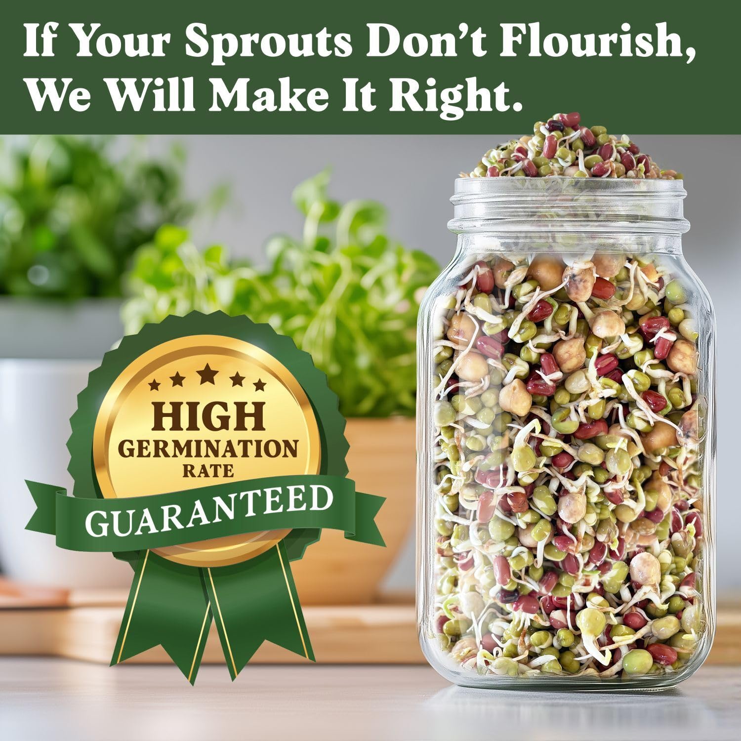 Seedboy sprouts on a salad illustrate quick, protein-rich freshness.