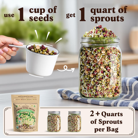 USA grown organic Seedboy seeds for clean sprouts and microgreens