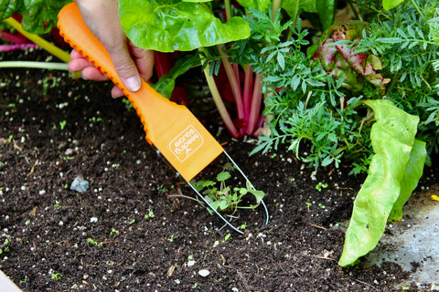 Seeding Square Sneaky Weeder clears tight spaces between plants for easier care.