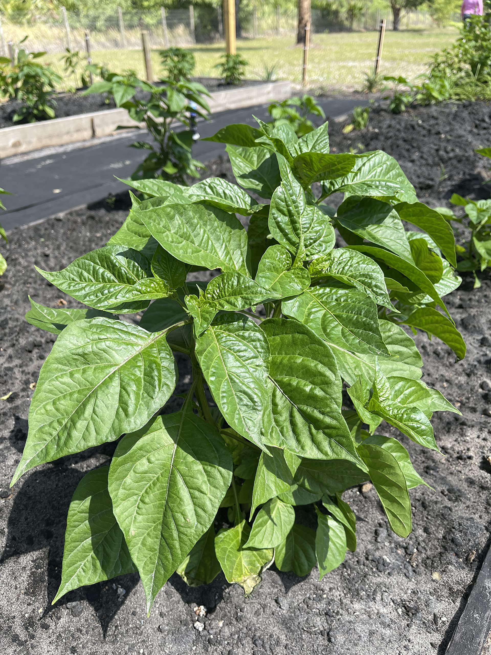 Seedling tray with Aji Gustoso sprouts for early growth.
