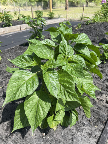 Seedling tray with Aji Gustoso sprouts for early growth.