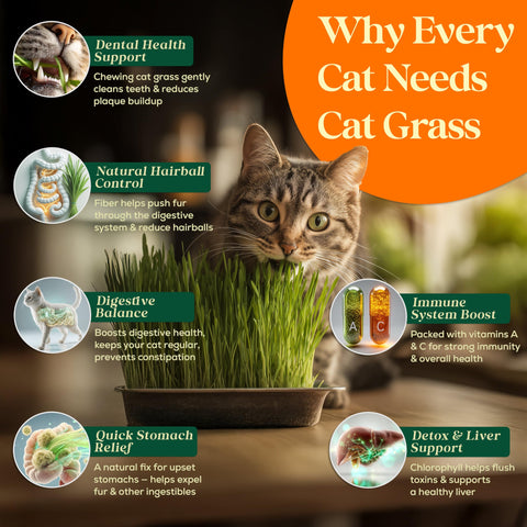 Seedphony cat grass seed mix with barley, oat, rye, wheatgrass in a tray