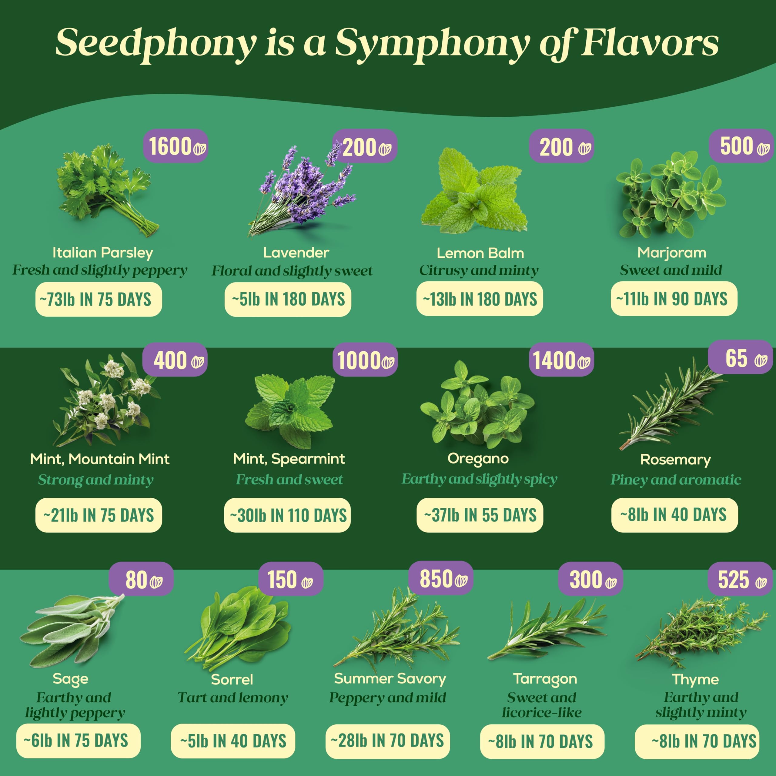 Seedphony cilantro seeds packet: fresh cilantro for salsas and bright garnishes at home.