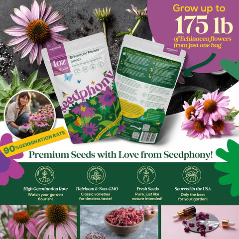 Seedphony Echinacea seeds closeup show high quality heirloom seeds.