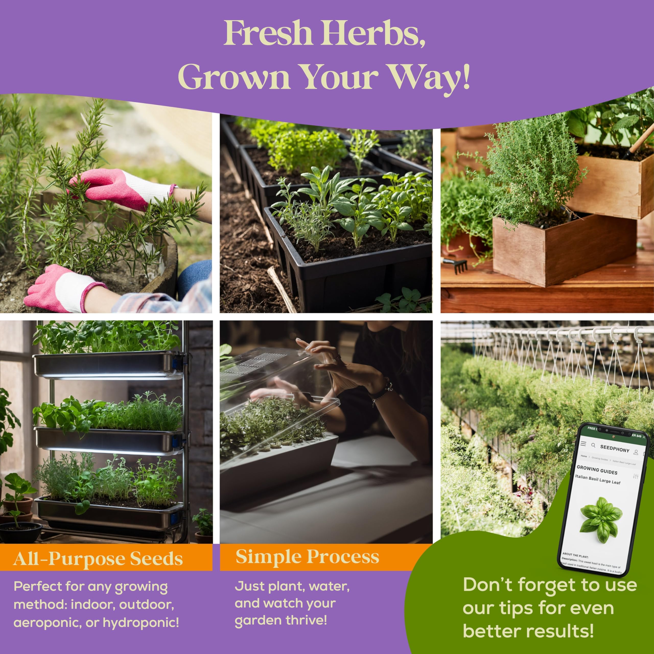 Seedphony parsley seeds packet italian: versatile flat-leaf parsley for fresh finishing touches.