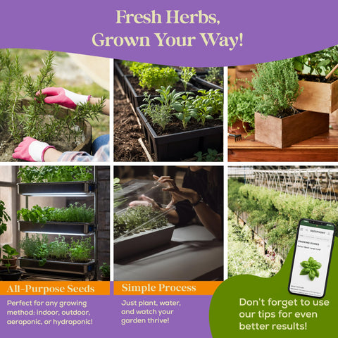 Seedphony parsley seeds packet italian: versatile flat-leaf parsley for fresh finishing touches.