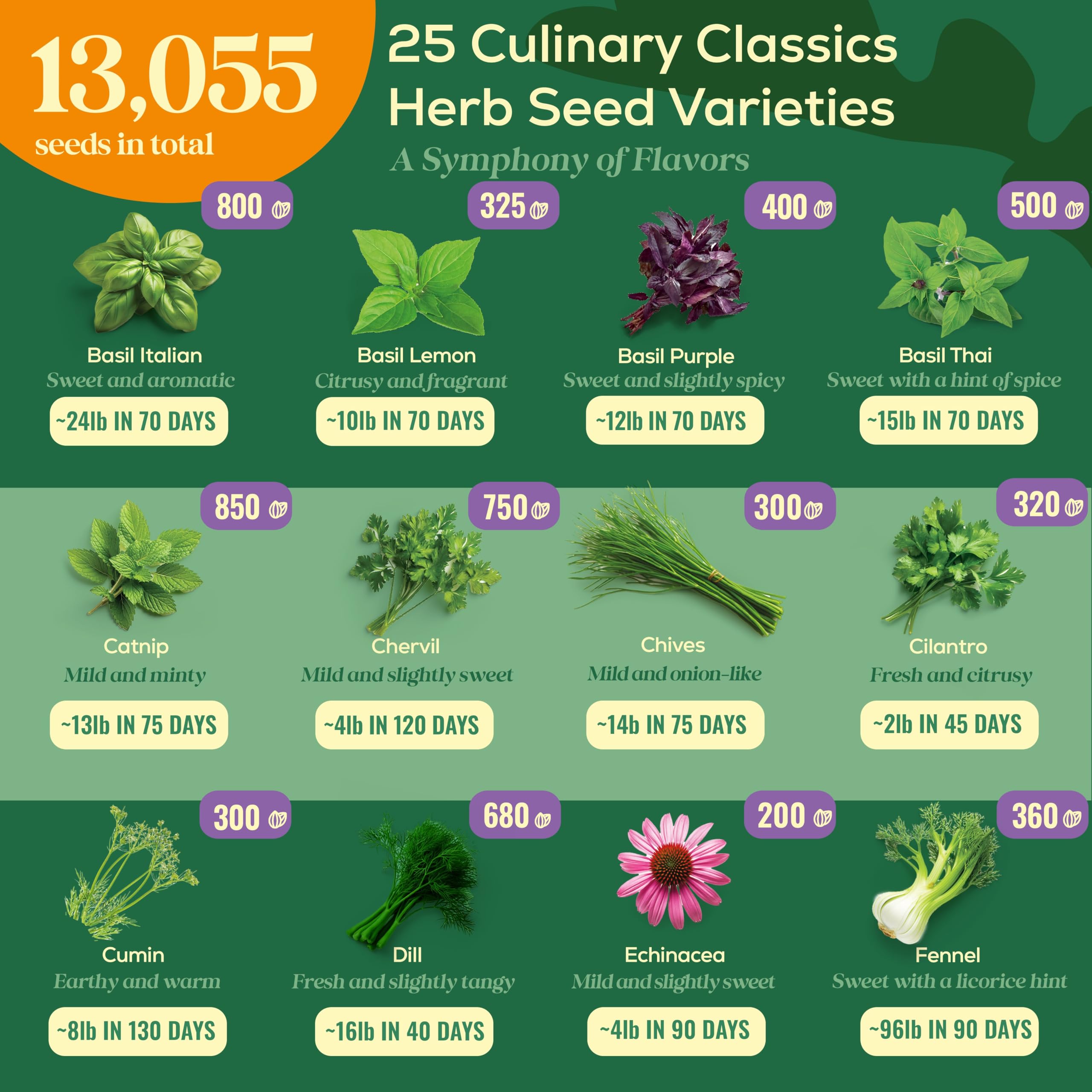 Seedphony rosemary seeds packet: robust herb for seasoning dishes and outdoor garden beds.