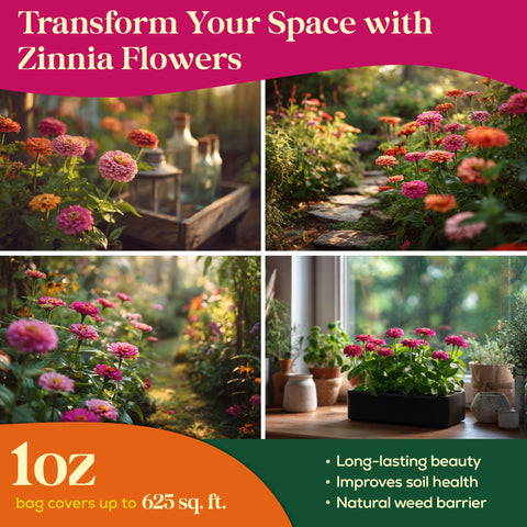 Seedphony Zinnia seeds flourishing in a backyard garden bed