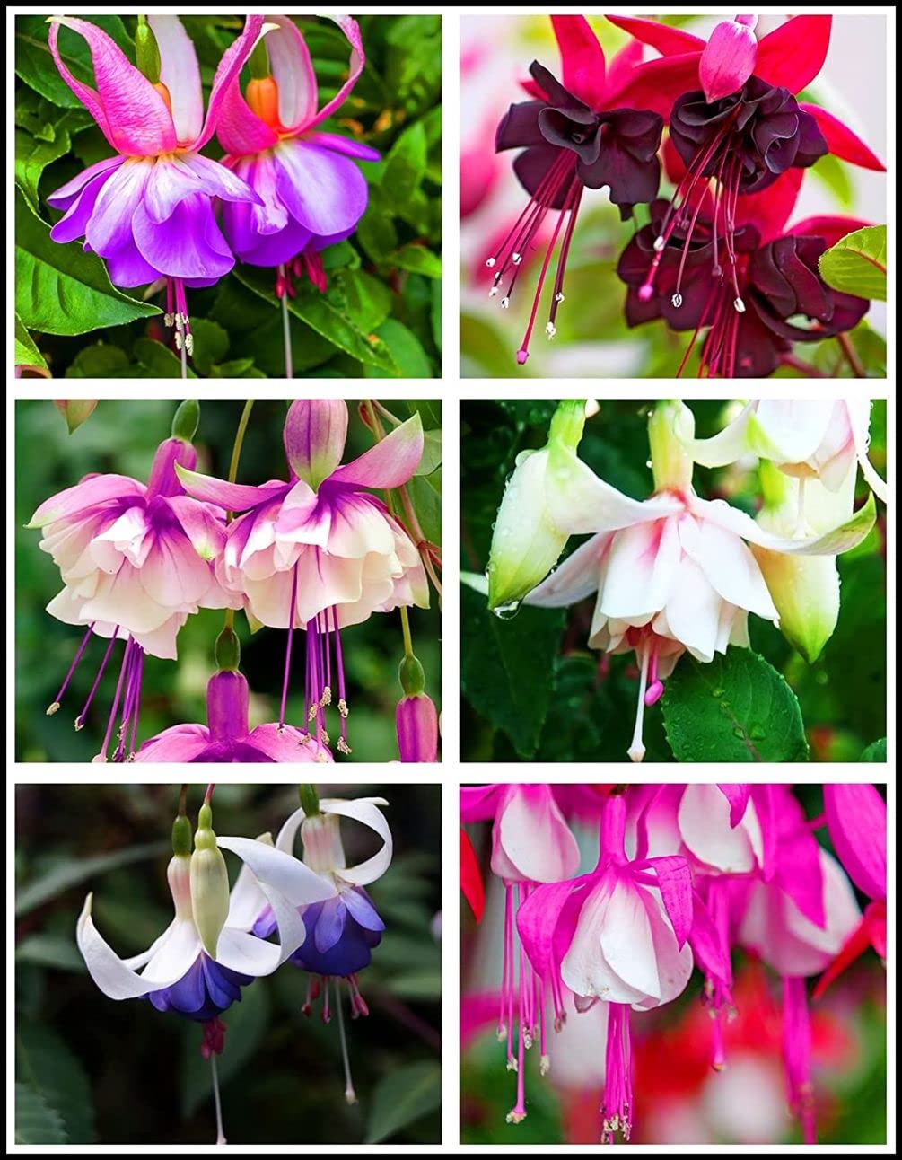 Seeds Of Strength 100-pcs fuchsia seeds pack for easy perennial garden planting.