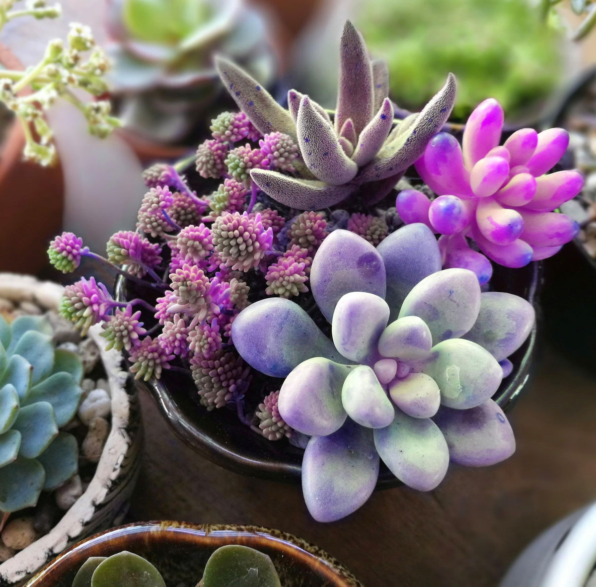 Seeds Of Strength 100-pcs mix front view, ideal for beginner indoor succulent growing