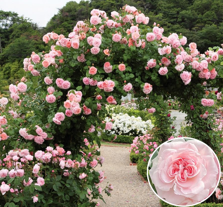 Seeds Of Strength 100 pink climbing rose seeds ready for spring planting