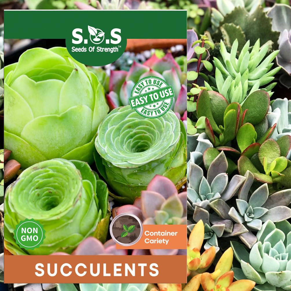 Seeds Of Strength 200-pcs rare mini succulent seeds pack for unique bonsai displays