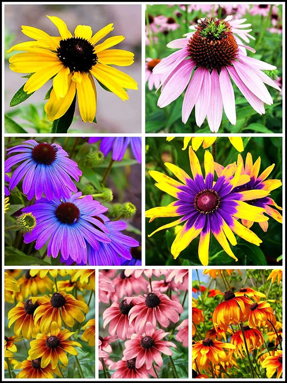 Seeds Of Strength 5g mixed Black-Eyed Susan seeds offer easy, vibrant garden color.