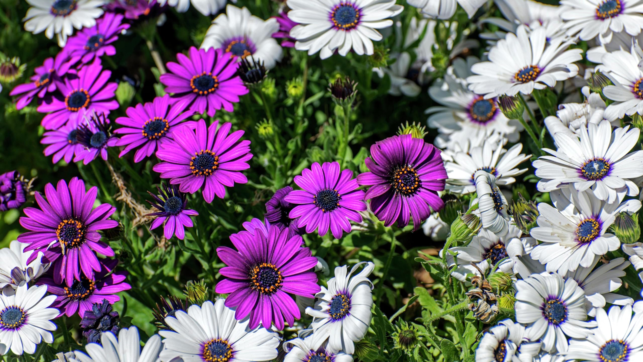 Seeds Of Strength African Daisy Mix attracts pollinators for a lively garden.