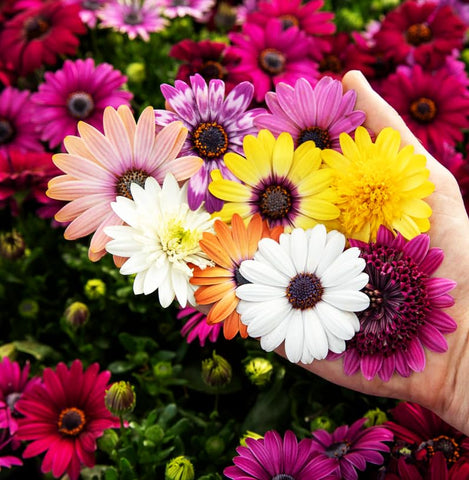 Seeds Of Strength African Daisy Mix offers purple, pink, white and bi-color blooms.