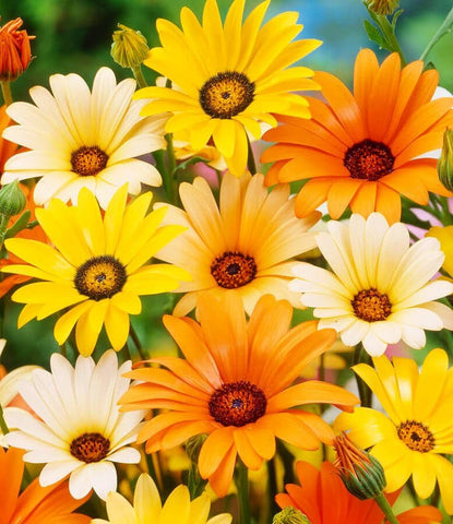 Seeds Of Strength African Daisy Mix bloom closeup; vibrant petals brighten garden beds.