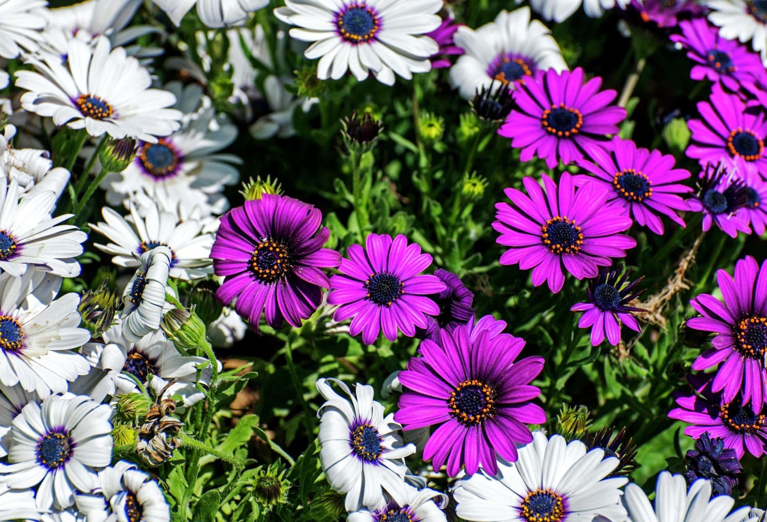 Seeds Of Strength African Daisy Mix container display; color splash on patios and balconies.
