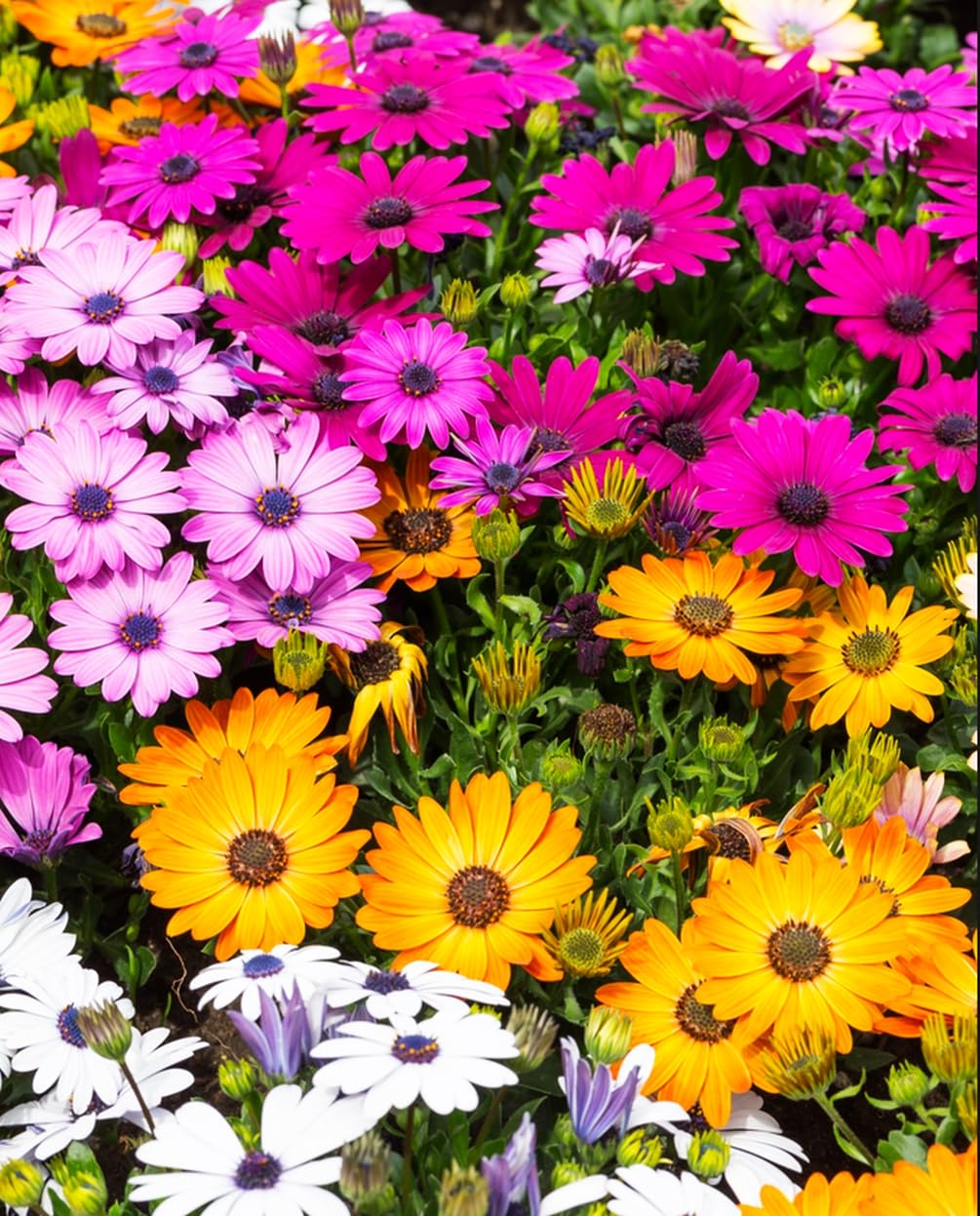 Seeds Of Strength African Daisy Mix garden bed view; ideal for borders and beds.