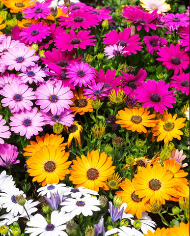 Seeds Of Strength African Daisy Mix garden bed view; ideal for borders and beds.