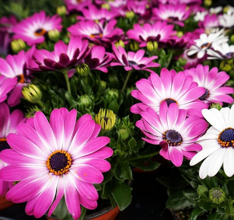 Seeds Of Strength African Daisy Mix germination; reliable seed starting for gardeners.