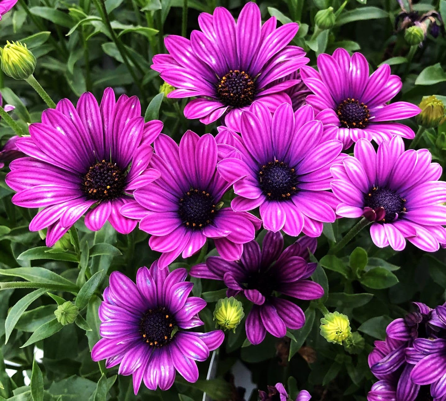 Seeds Of Strength African Daisy Mix thrives in hot, dry rock gardens.