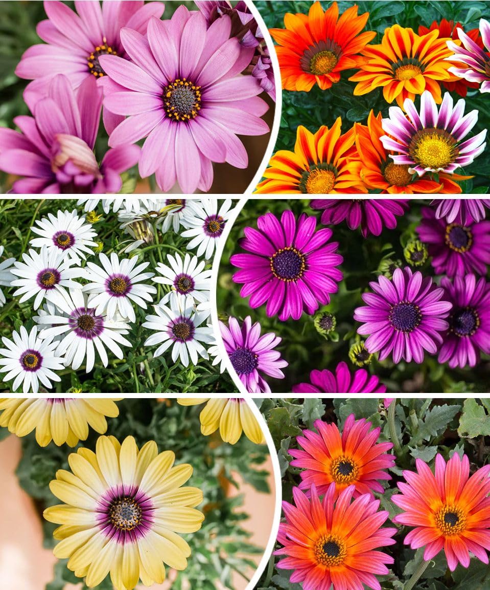 Seeds Of Strength African Daisy Mix seed packet shown; easy start for sunny borders.