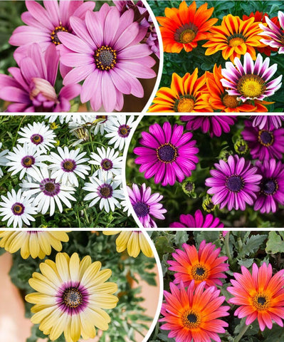 Seeds Of Strength African Daisy Mix seed packet shown; easy start for sunny borders.