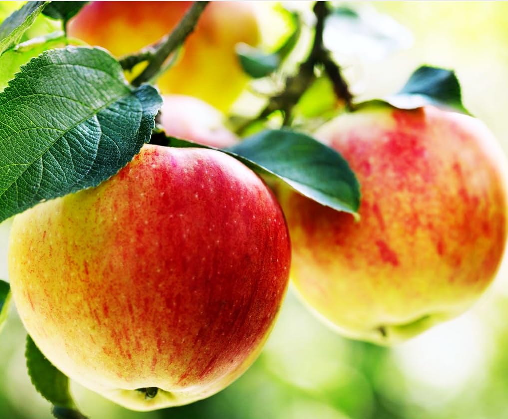 Apple bonsai seedling grown from Seeds Of Strength Honey Crisp seeds