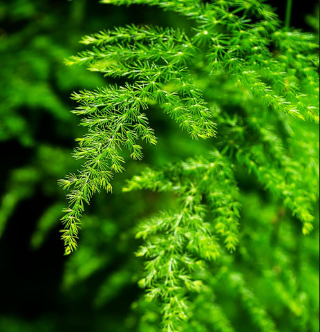 Seeds Of Strength asparagus plumosus nanus delicate fronds ideal for terrariums and decor.