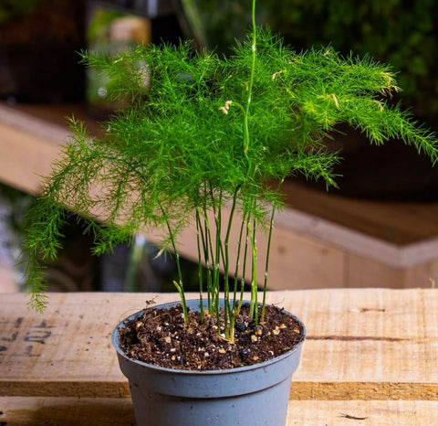 Seeds Of Strength asparagus plumosus nanus germinating seeds show early growth for indoor greenery.