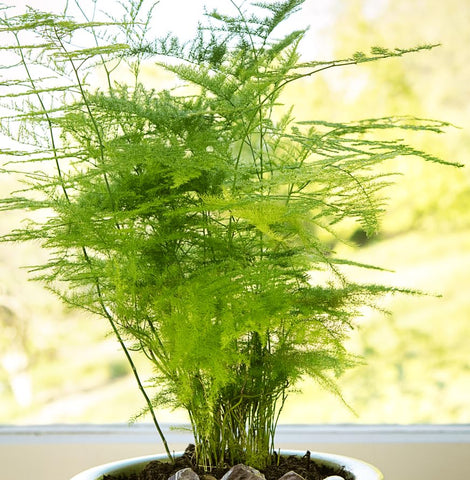 Seeds Of Strength asparagus plumosus nanus seedling closeup suited for small-space planting.