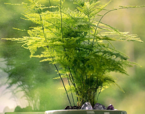 Seeds Of Strength asparagus plumosus nanus seeds packet closeup for easy container gardening.