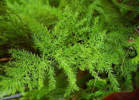 Seeds Of Strength terrarium-ready fern planting in decorative container.