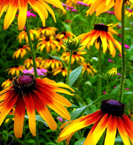 Seeds Of Strength Black-Eyed Susan vine seeds with coating for reliable germination.