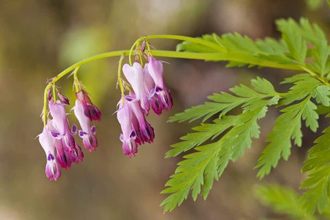 Bleeding heart blooms from Seeds Of Strength mix in a shady border