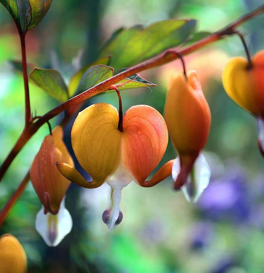 Seeds Of Strength bleeding heart display in garden border