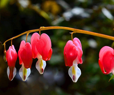 Seeds Of Strength bleeding heart seed packet close-up for shade planting