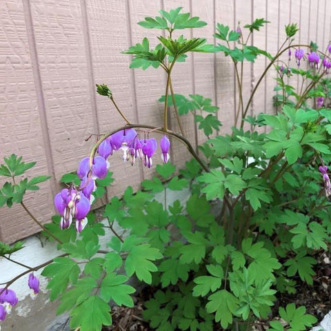 Seedlings of Seeds Of Strength bleeding heart growing in moist soil