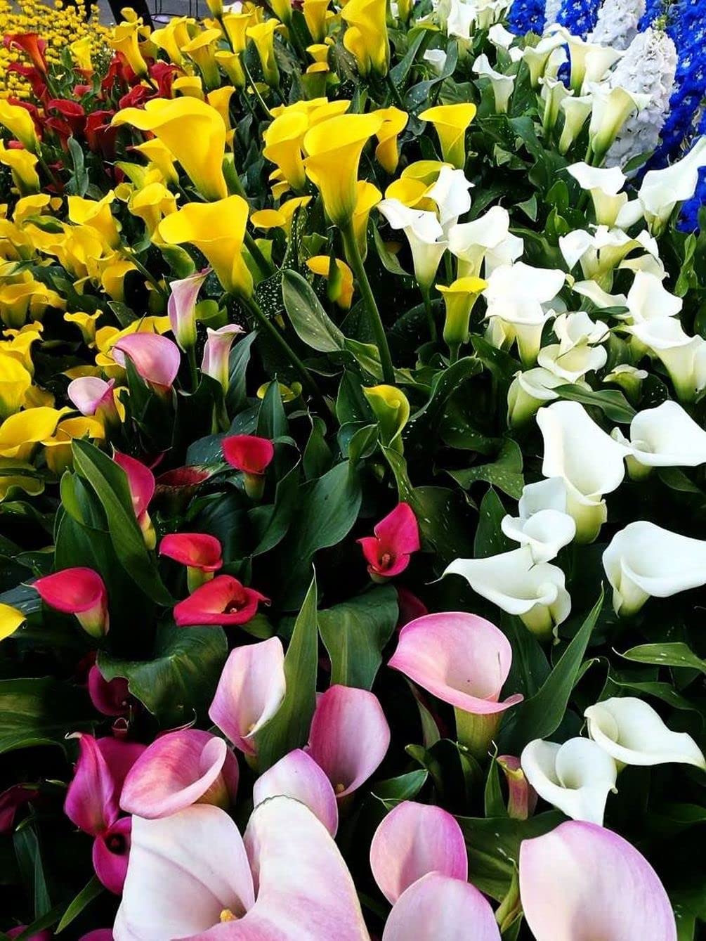 Seeds Of Strength blooming calla lily seeds suit garden or indoor display