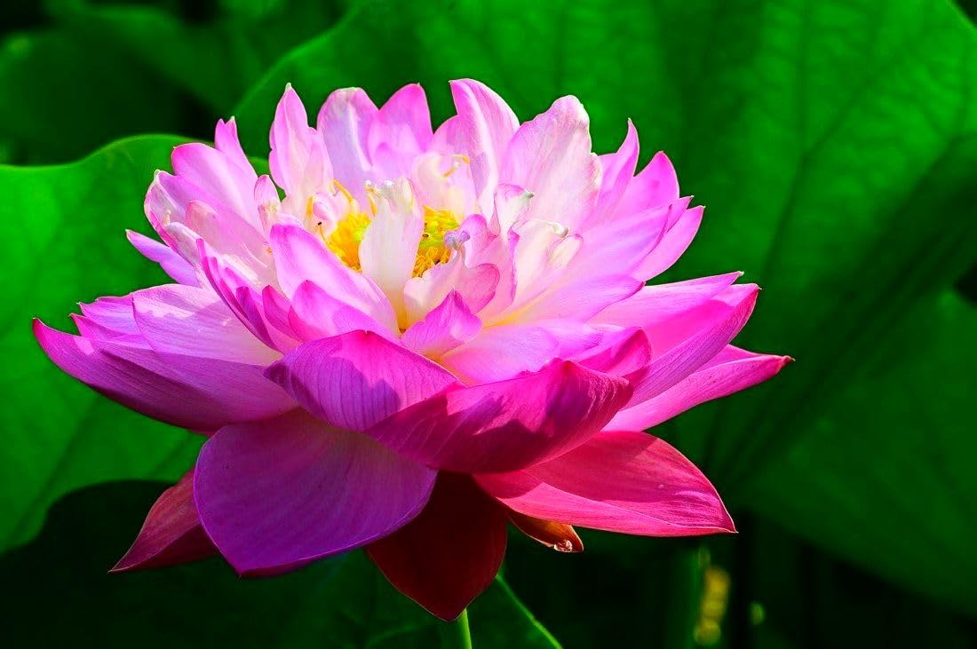 Seeds Of Strength blooming lilies with colorful petals, a striking focal point for water features.