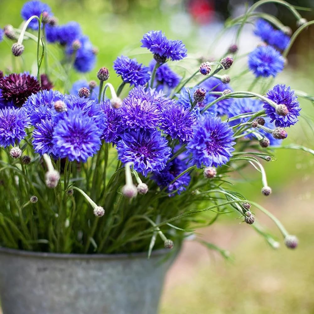Seeds Of Strength blue bachelor button blooms for vibrant garden bouquets
