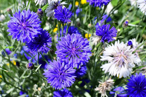 Seeds Of Strength blue cornflower adds color to borders and beds