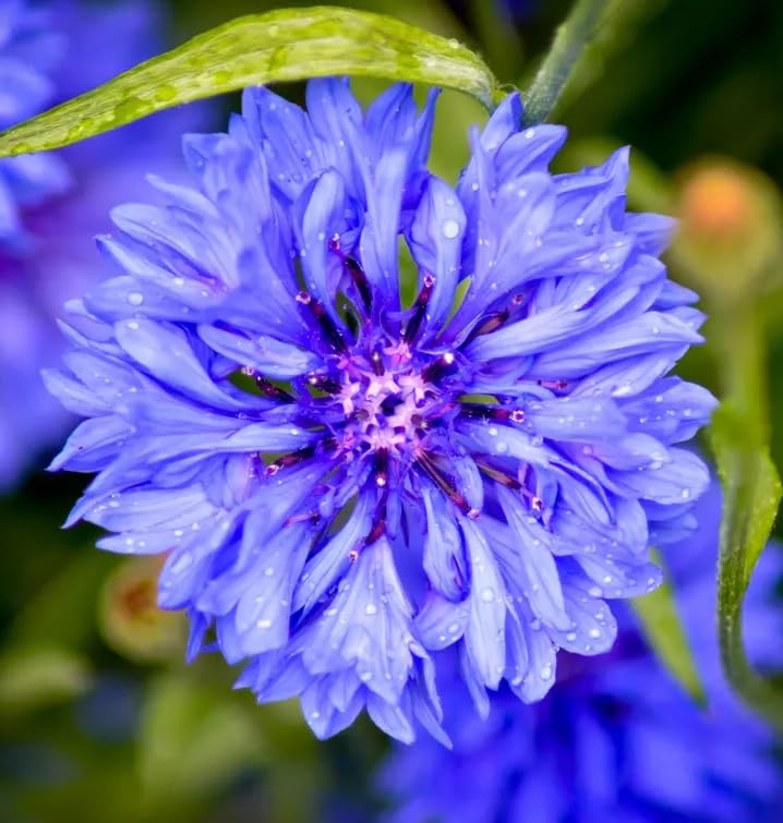 Seeds Of Strength blue cornflower attracts butterflies in sunny areas