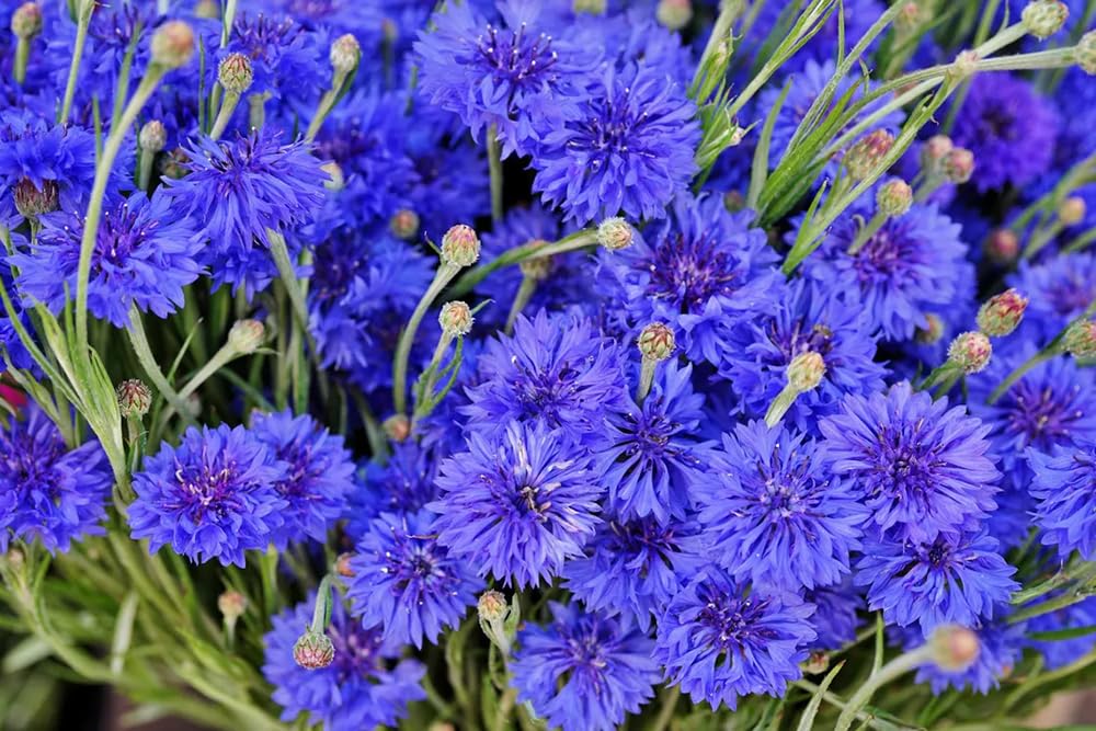Seeds Of Strength blue cornflower blooms rising tall for cutting and bouquets