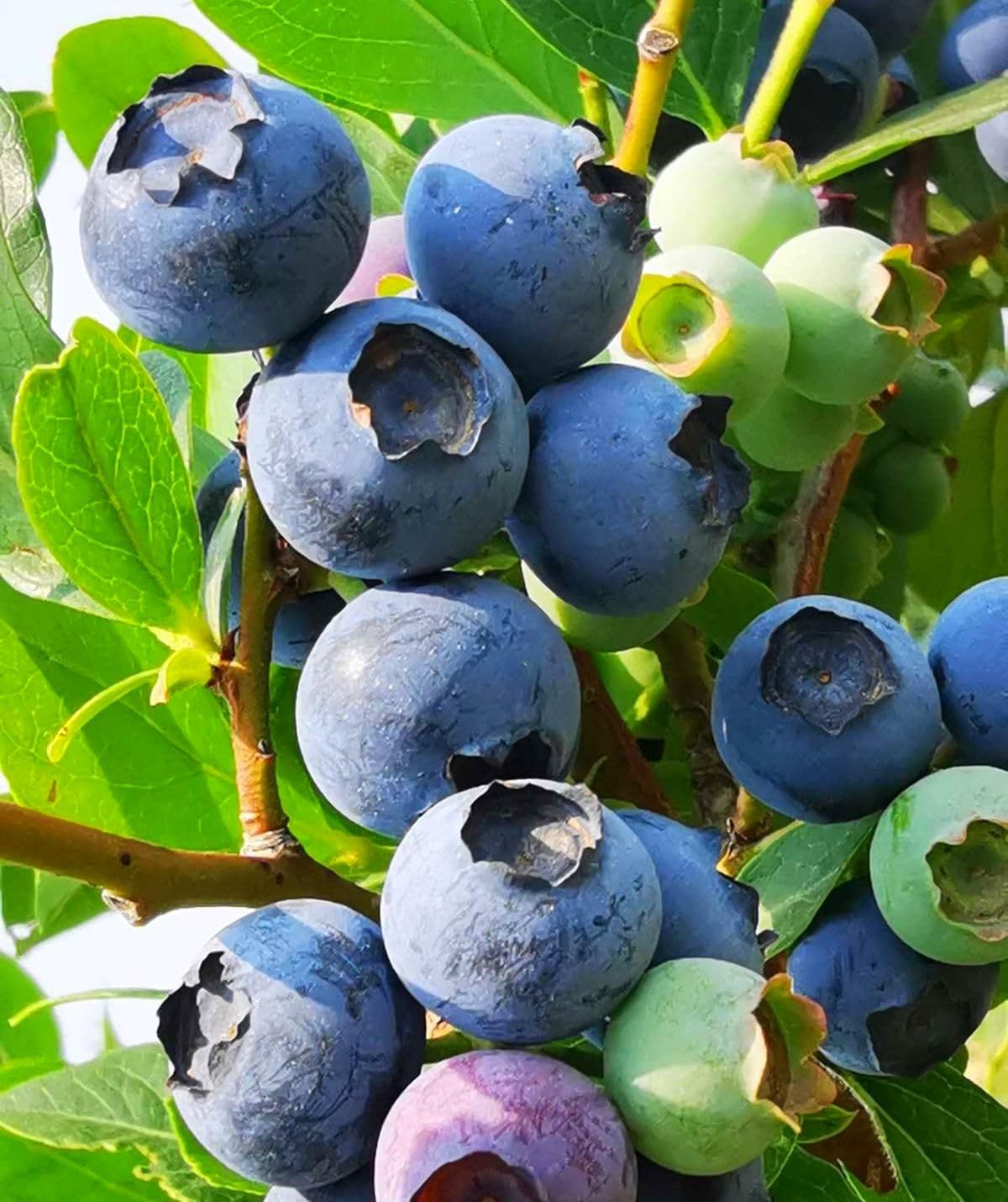 Seeds Of Strength blueberry seeds pack front view for fall planting.